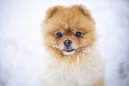 junger Pomeranian Rde
