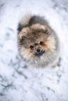 Pomeranian Welpe im Winter