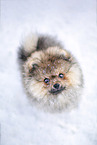 Pomeranian Welpe im Winter