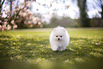 weier Pomeranian Welpe