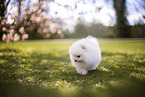 weier Pomeranian Welpe