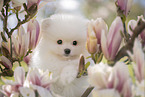 weier Pomeranian Welpe