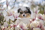 Pomeranian Rde