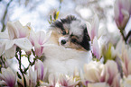 Pomeranian Rde