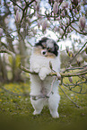 Pomeranian Rde