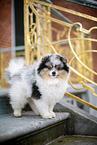 Pomeranian Rde