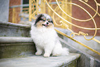 Pomeranian Rde