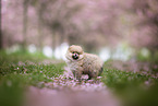 Pomeranian Welpe in der Kirschblte