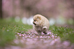 Pomeranian Welpe in der Kirschblte