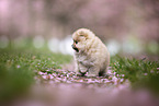 Pomeranian Welpe in der Kirschblte
