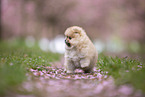 Pomeranian Welpe in der Kirschblte