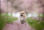 Pomeranian Welpe in der Kirschblte