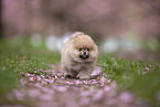 Pomeranian Welpe in der Kirschblte
