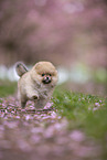 Pomeranian Welpe in der Kirschblte