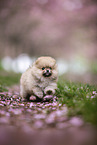 Pomeranian Welpe in der Kirschblte