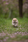 Pomeranian Welpe in der Kirschblte