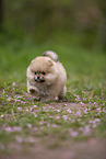 Pomeranian Welpe in der Kirschblte