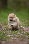 Pomeranian Welpe in der Kirschblte