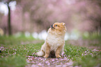 Pomeranian Welpe in der Kirschblte