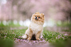 Pomeranian Welpe in der Kirschblte