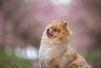 Pomeranian Welpe in der Kirschblte