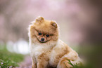 Pomeranian Welpe in der Kirschblte