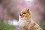 Pomeranian Welpe in der Kirschblte