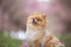 Pomeranian Welpe in der Kirschblte
