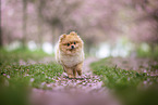 Pomeranian Welpe in der Kirschblte