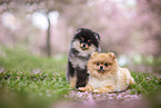 Pomeranian Welpe in der Kirschblte
