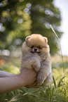Pomeranian Welpe