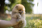 Pomeranian Welpe