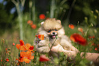 Pomeranian Welpe