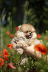 Pomeranian Welpe