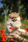 Pomeranian Welpe