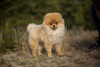 Pomeranian Welpe in der Kirschblte