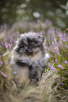 Pomeranian Welpe