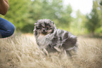 Pomeranian Welpe