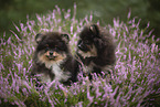 Pomeranian Welpe