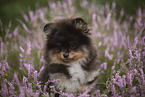 Pomeranian Welpe