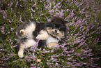 Pomeranian Welpe