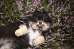 Pomeranian Welpe