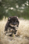 Pomeranian Welpe