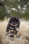 Pomeranian Welpe