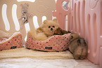 Pomeranian Welpe in Zuchsttte