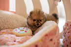 Pomeranian Welpe in Zuchsttte