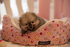 Pomeranian Welpe in Zuchsttte