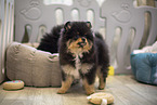 Pomeranian Welpe in Zuchsttte