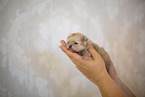 Pomeranian Welpe in zweiter Lebenswoche