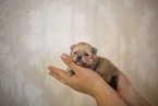 Pomeranian Welpe in zweiter Lebenswoche
